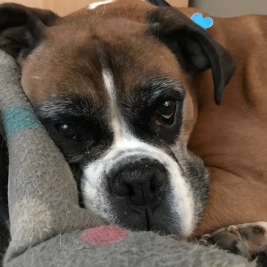 Bento, boxer, descansando na almofada do sofá