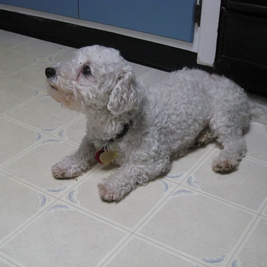 Frida, poodle, deitada no piso da cozinha