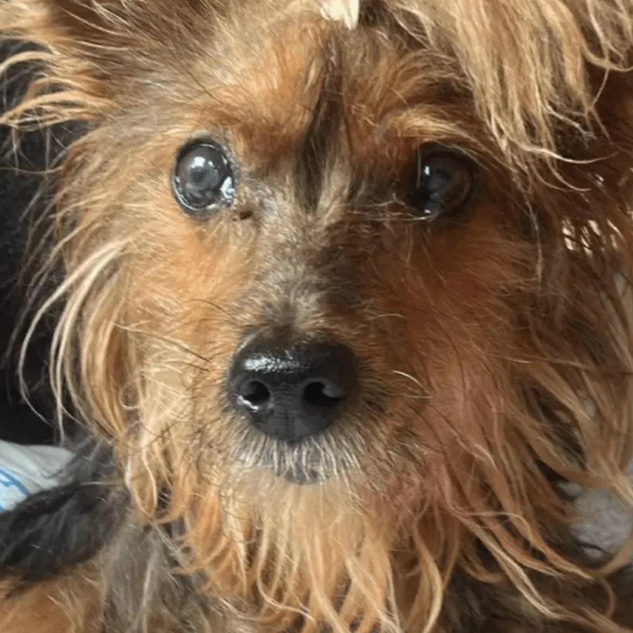 Nina, yorkshire, olhando para a câmera no sofá