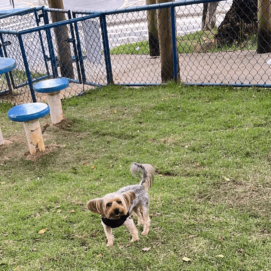 Pipoca, SRD, correndo no parque