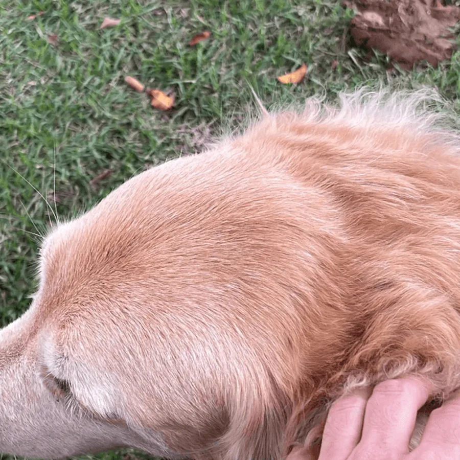 Thor, labrador, recebendo carinho na grama